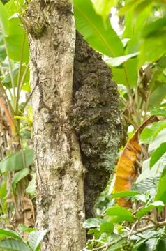 Mud wasp builds nests in the shape of a cylindrical tube resembling an organ  Stock Photos
