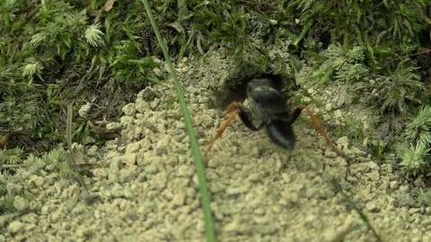 Mud wasp cleaning out debris from its nest in the ground Video stock 115017092