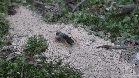 Mud wasp cleaning out debris from its nest in the ground side view Video stock 115017098