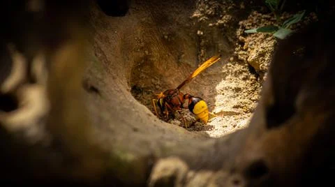 Mud wasp gathering ball of mud in a hole. Stock Photos