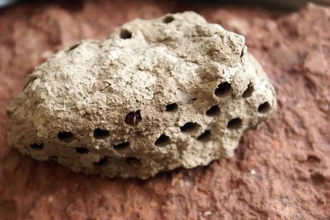Mud Wasp Hive Stock Photos