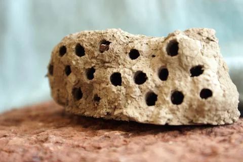 Mud Wasp Hive Stock Photos