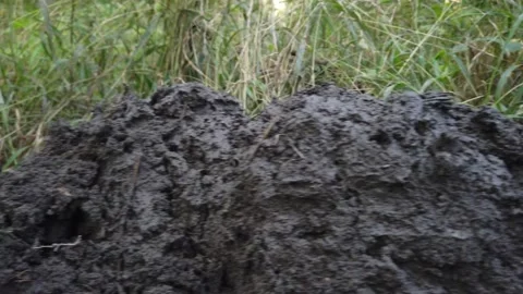 Mud in the wood 4k Video stock 157464962