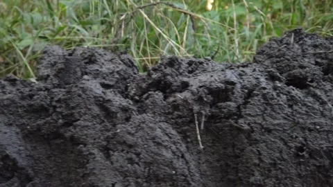 Mud in the wood hd Video stock 157400101