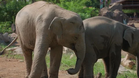 Mudcovered giants stroll cautiously. Elephants with muddy skin move carefully Stock Footage 330417433
