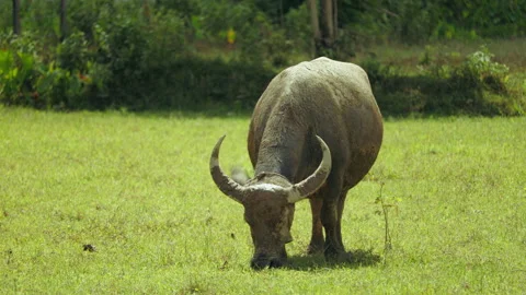 Mudcovered water buffalo grazes peacefully lush green pasture during bright Stock Footage 318200713