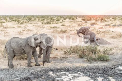Muddy African Elephant scratching its buttock at sunset Stock Photos