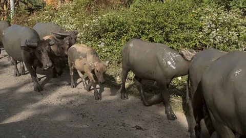 Muddy banteng cows and calves on a roadside Stock Footage 92473735