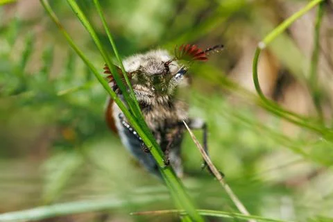 Muddy beetle perches on thin grass blades Stock Photos