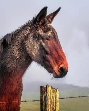Muddy Brown Mule. Foto stock