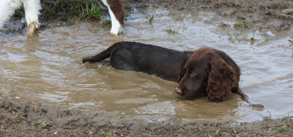 Muddy brown working type cocker spaniel pet gundog lying in a muddy puddle Stock Photos