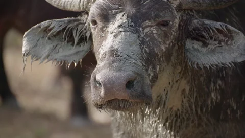 Muddy Cape Buffalo Stock Footage 141940419