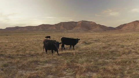 Muddy cows grazing in the desert grass below 2000 foot bookcliff mountains Stock Footage 133761775