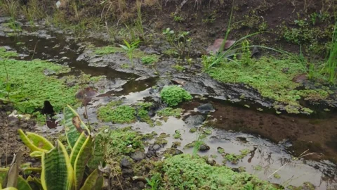Muddy creek flows through green vegetation Stock Footage 338241898