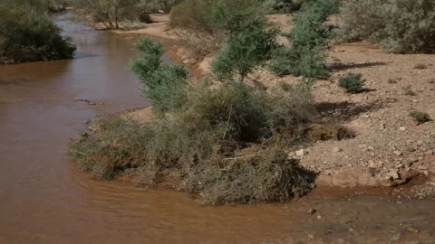 Muddy Desert River Flowing Past Vegetated Banks in Arid Landscape Stock Footage 336616958