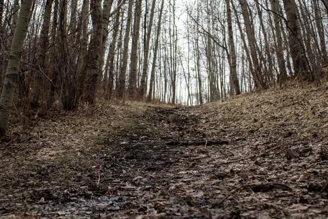 Muddy Dirt Path in Forest Stock Photos
