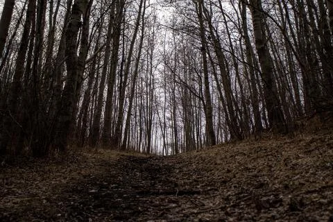Muddy Dirt Path in Forest Stock Photos