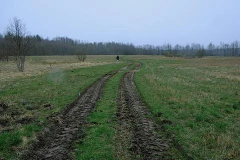 Muddy Dirt Path Through Grassy Field in Yelnya Nature Reserve, Belarus Stock Photos