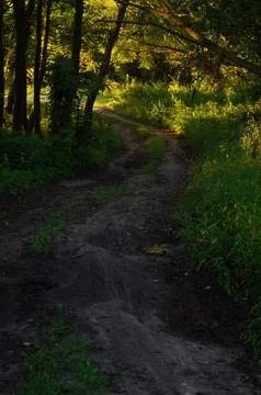 Muddy dirt path winding through a dense forest with warm sunlight filtering.. Stock Photos