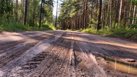 Muddy dirt road with deep tire tracks and puddles in a sunny pine forest Vídeos de archivo 339096883