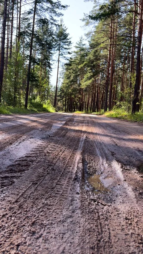 Muddy dirt road with deep tire tracks and puddles in a sunny pine forest Stock Footage 339366751