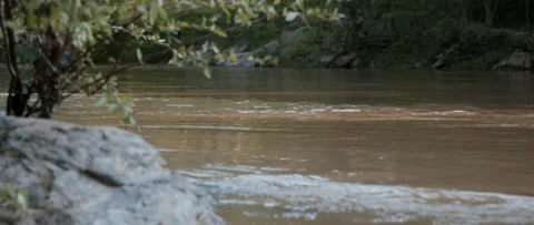 Muddy Flowing Stream with Highlights with Small Tree in Foreground Video stock 133017737