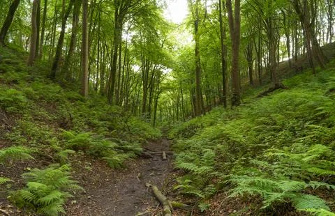 Muddy footpath rises up hill in a Derbyshire woodland near Sheldon. 스톡 사진