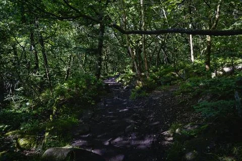 Muddy footpath through a dense, dark ancient woodland on the side of a hill Stockfoto's