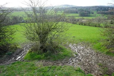 Muddy Footpath Through Green Fields, Bare Trees, And Rolling Hills In Foto stock
