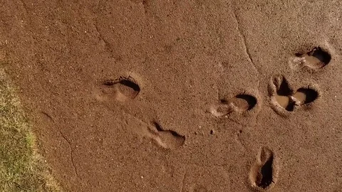 Muddy Footprints Video stock 77631001