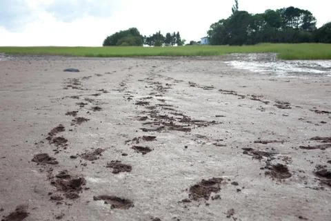 Muddy footprints Stock-Fotos