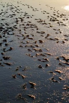 Muddy footsteps Stock Photos