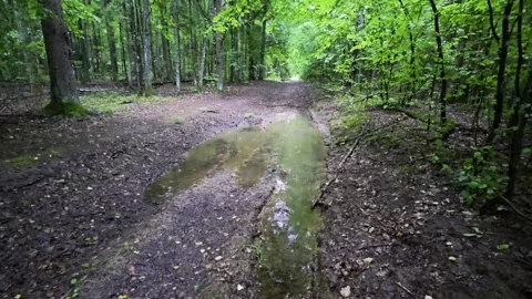 Muddy forest path with long water puddle winding through dense green trees and Stock Footage 344846153