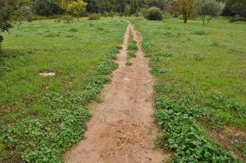 Muddy forest path Stock Photos