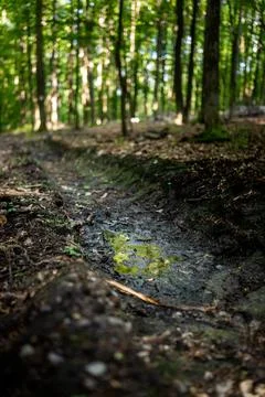 Muddy forest path with a puddle after rain surrounded by green trees Stockfoto's