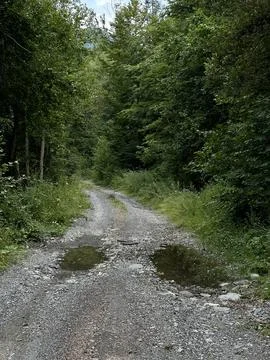 Muddy forest path with puddles cutting through dense greenery Stock Photos