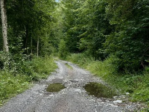Muddy forest path with puddles surrounded by dense green trees Stock Photos