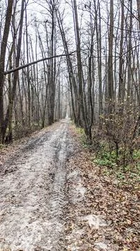 Muddy forest road through leafless trees in autumn woodland landscape natura Stock Photos