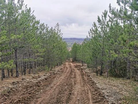 Muddy forest track through pine trees toward distant town Foto stock