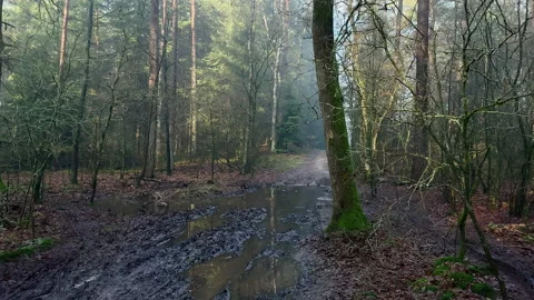 Muddy forest track at wintertime where the sun shines through the morning fog Stock Footage 219463712