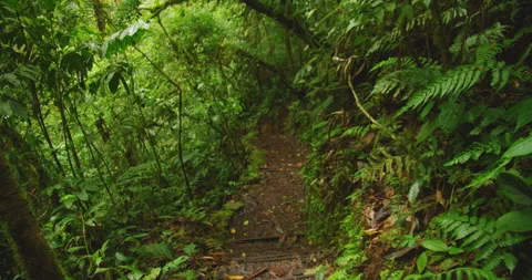 Muddy forest trail winds through dense tropical vegetation in Costa Rica jungle Video stock 342680755