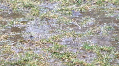 Muddy grass field in early spring rain Stock Footage 47820426