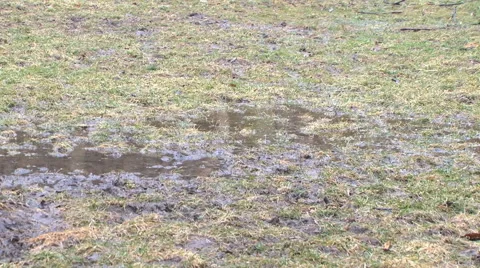 Muddy grass field in early spring rain Stock Footage 47820847