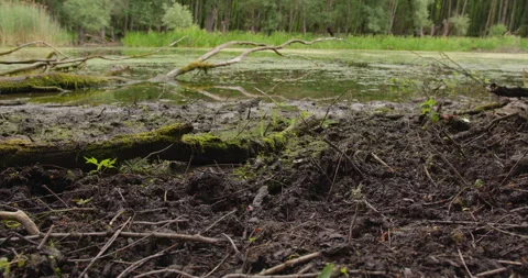 Muddy ground covered in broken tree branches and large tree trunk in duckweed Stock Footage 260226866