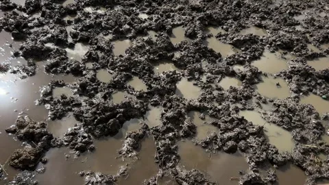 Muddy ground with dark soil clumps and shallow standing water under bright Stock Footage 345680666