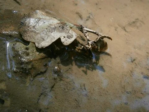 Muddy ground 写真素材