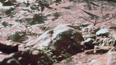 Muddy ground with rocks and twigs near a water source in daylight Stock Footage 340016989