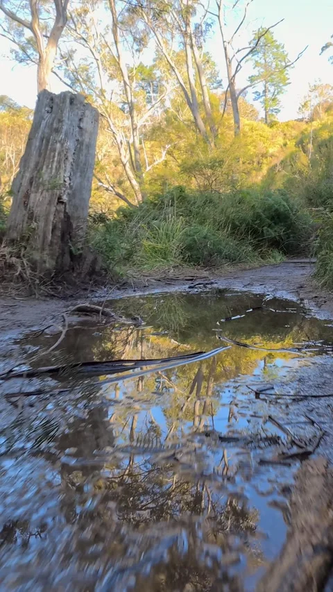 Muddy Hiking Trail with Water Puddle Reflection in Eucalyptus Forest Stock Footage 341836705
