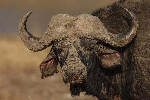 Muddy horns Stock Photos