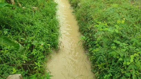 A muddy irrigation canal surrounded by lush green grass and tropical plants Stock Footage 309788134